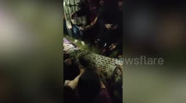 Moment crocodile is released after tyre stuck on its neck for six years is finally removed