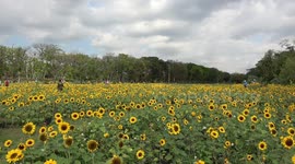 Thousands of sunflowers bloom in Bangkok park as warmer season starts