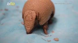 Armadillo Pup Named Segway Is the First Healthy Armadillo Born in a Washington State Zoo
