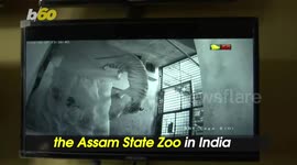 Two Tiny Bengal Tiger Cubs Born at Indian Zoo