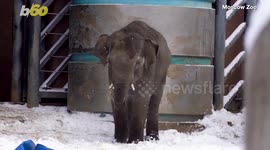 Snowfall in Russia Means a Fun Day for these Elephants