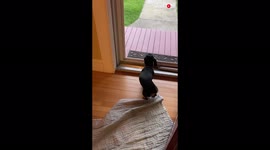 Dachshund does cute 'happy dance' while staring out the glass door