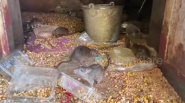 Devotees pray in 'Temple of Rats' in northern India