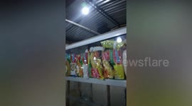 Officers rescue huge bearcat from Indonesian noodle stall in Bukittinggi