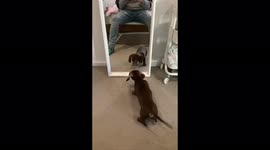 Adorable Dachshund puppy's reaction to seeing himself in the mirror