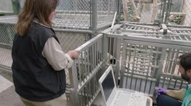 Giving a Panda a Cardiac Ultrasound Is Tough But Necessary