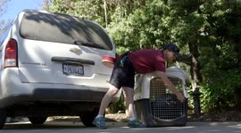 Parade and Clown Around With This Guinea Fowl And Surprise Guests at the San Diego Zoo