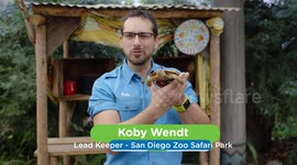 Meet the cutest pancake: this flat-shelled tortoise