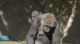 Baby Gorilla Celebrates Special Birthday After Overcoming Medical Issues
