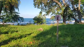 Wild Sloth Moves Across Grass, Climbs Tree - Rare Moving Sloth - Cahuita, Costa Rica