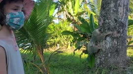 Wild Sloth Climbs Down Tree - They Only Do This Once a Week! - Cahuita, Costa Rica
