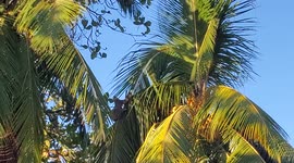 Brave Sloth Reaches Behind to Switch Palm Trees - Costa Rica