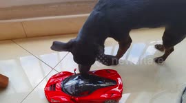 Cão Pinscher ganha Miniatura Ferrari de presente e tenta entrar dentro do carro