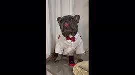 French bulldog gets dream girl from Tinder, gets married for Valentine's Day