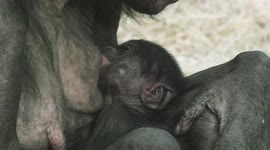 Baby Bonobo announcement for Twycross Zoo - just one day old