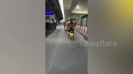 Talented pet dog rides pillion on the back of owner's motorcycle