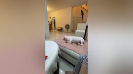Sleeping pet dog wakes up when it hears a crisp packet