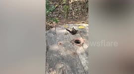Woman rescues hapless kitten stuck in tiny hole