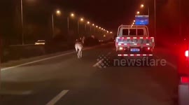 Two zebras run onto busy road after escaping from wildlife park in northern China