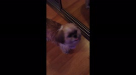 Tiny Shih Tzu does adorable 'dance' to owner's tune