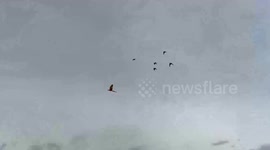 Pet parrots follow owner's speeding motorbike in Thailand