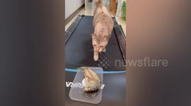 Hungry pet cat runs on treadmill with piece of fish recreating 'carrot and donkey' trick