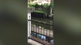 Four snakes entwined in rare mating knot writhe together on fence