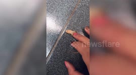 Thai woman gives injured gecko CPR to bring it back to life