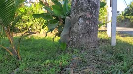 Locals record rare scene as sloth makes weekly trip down tree to the toilet
