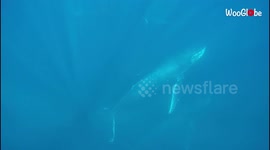 Freedivers have close encounter as humpback whales swim right past them