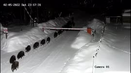 Large herd of wild boars stroll into holiday village in western Russia