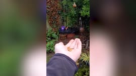 Amazing moment robin flies into man's hand 'Archangel' style
