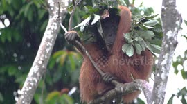 Orangutan holds leaves overhead to shelter her and baby from rain in Indonesia