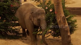 Elephants play with Christmas trees at Whipsnade Zoo, UK
