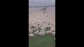 Thousands of ducks jostling in the rice fields