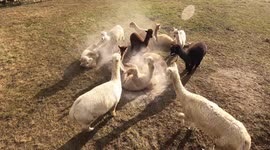 Herd of enthusiastic alpacas roll around in treatment used to keep mites away