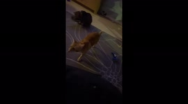 Fetch with my young ginger cat. Cute cat playing fetch.