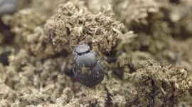 See why the world of dung beetles is absolutely wild