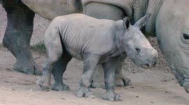 How special diet could increase white rhino birth rates