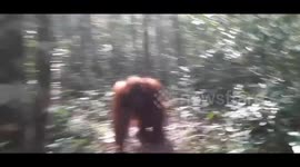 Borneo Adult Male Orangutan Behavior in the Forest(Orangutan Kalimantan)