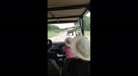 HWANGE NATIONAL PARK ZIMBABWE ENCOUNTER WITH ELEPHANTS CROSSING THE ROAD!