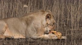 Lion gives up after attempting to break into turtle's shell in western India