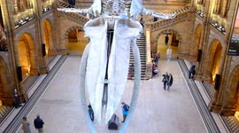 Naturel history museum london , main hall , early spring visitors mingle under the blue whale skeleton