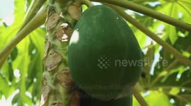 These Amazing Health Benefits Of Papaya Will Surprise You |Health Benefits Of Papaya - Nutrition