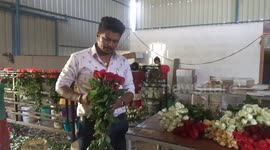 Roses from India, grown, harvested and packed to be sent abroad for Valentines Day