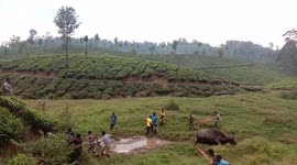 Rescuers in southern India haul wild bison from mud