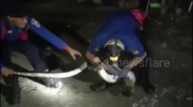 Indonesia firefighters catch three-metre python in Jakarta