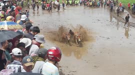 Daredevils compete in super fast cattle racing in Indonesia