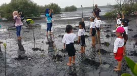 planting mangroves