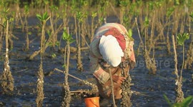Nenek Ini Mencari Tiram di sela-sela Tanaman Mangrove yang Baru Tumbuh